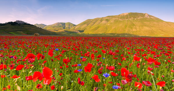 Castelluccio di Norcia, Umbria region, Perugia province, Italy, Europe.