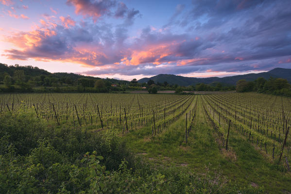 Vineyards in Franciacorta at sunset, Brescia province, Italy, Lombardy district, Europe.