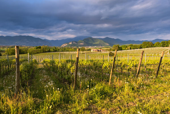 Vineyards in Franciacorta at sunset, Brescia province, Italy, Lombardy district, Europe.