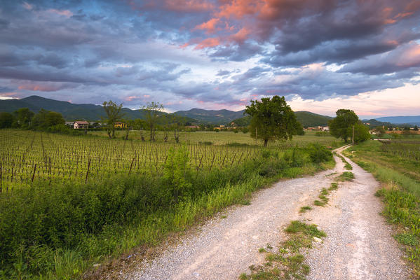 Vineyards at sunset in Franciacorta, Brescia province, Lombardy district, Italy, Europe.