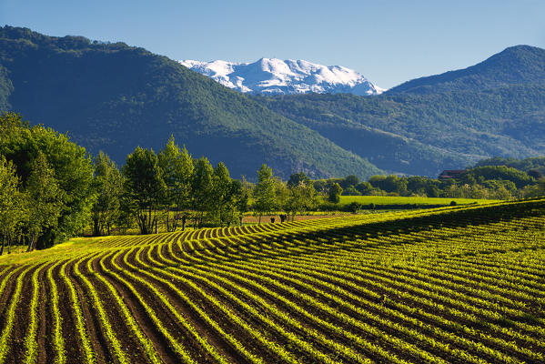 Sunrise in Franciacorta, Brescia province, lombardy district,Italy, Europe.