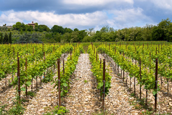 Franciacorta, Brescia province, lombardy district,Italy, Europe.