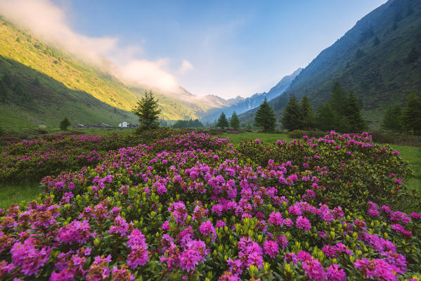 rhododendrons Bloomings in Val Grande, Vezza d'Oglio, Stelvio National park, Brescia province, Lombardy district,Italy, Europe.