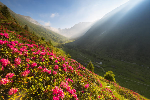 rhododendrons Bloomings in Val Grande, Vezza d'Oglio, Stelvio National park, Brescia province, Lombardy district,Italy, Europe.