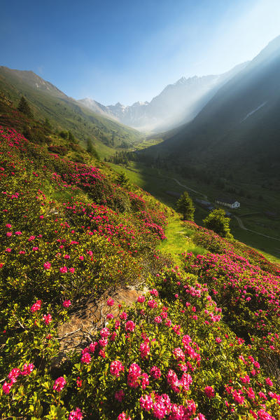 rhododendrons Bloomings in Val Grande, Vezza d'Oglio, Stelvio National park, Brescia province, Lombardy district,Italy, Europe.