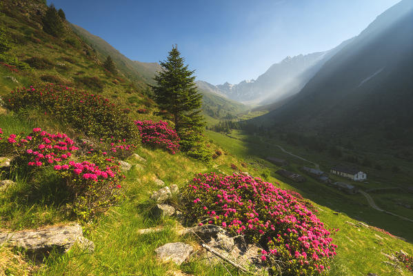 rhododendrons Bloomings in Val Grande, Vezza d'Oglio, Stelvio National park, Brescia province, Lombardy district,Italy, Europe.