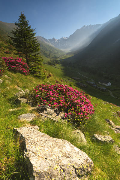 rhododendrons Bloomings in Val Grande, Vezza d'Oglio, Stelvio National park, Brescia province, Lombardy district,Italy, Europe.