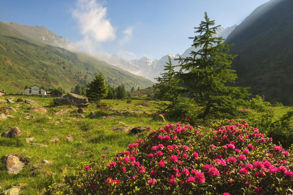 rhododendrons Bloomings in Val Grande, Vezza d'Oglio, Stelvio National park, Brescia province, Lombardy district,Italy, Europe.