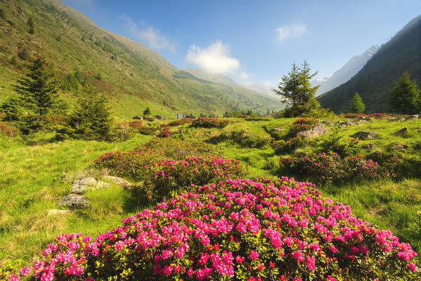 rhododendrons Bloomings in Val Grande, Vezza d'Oglio, Stelvio National park, Brescia province, Lombardy district,Italy, Europe.