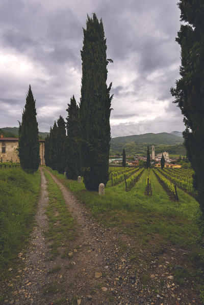 Vineyards in Franciacorta, Brescia province, Europe, Lombardy district, Italy.