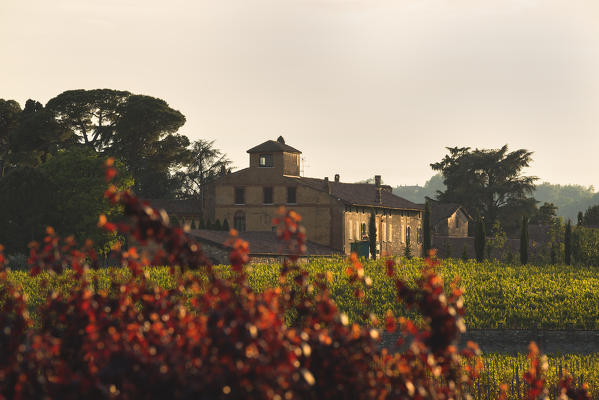 Vineyards in Franciacorta, Brescia province, Europe, Lombardy district, Italy.