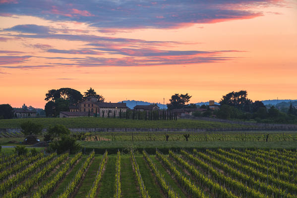 Vineyards in Franciacorta, Brescia province, Europe, Lombardy district, Italy.