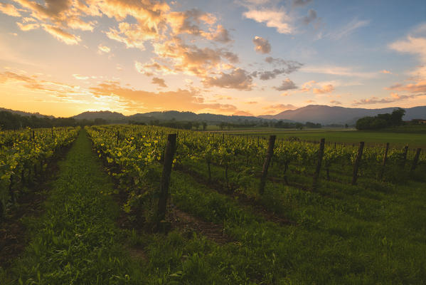 Vineyards in Franciacorta, Brescia province, Europe, Lombardy district, Italy.