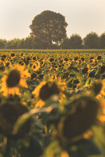 Sunflowers in franciacorta, Brescia province, Italy, Lombardy district, Europe.