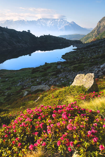 Seroti lakes and rhododendron bloomings, Stelvio National park, Lombardy district, Italy, Europe.