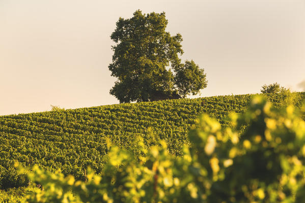 Vineyards in Franciacorta, Brescia province in Lombardy district, Italy, Europe.