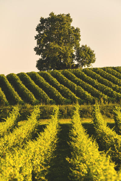 Vineyards in Franciacorta, Brescia province in Lombardy district, Italy, Europe.