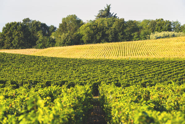 Vineyards in Franciacorta, Brescia province in Lombardy district, Italy, Europe.