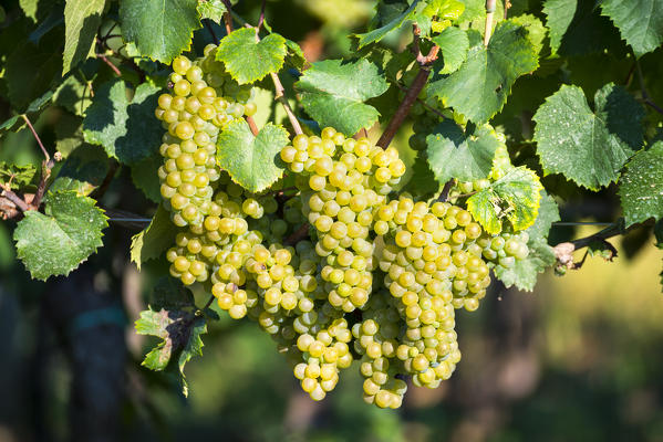 Grape in Franciacorta, Brescia province in Lombardy district, Italy, Europe.