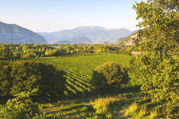 Vineyards in Franciacorta, Brescia province in Lombardy district, Italy, Europe.