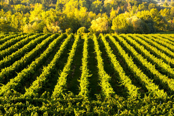 Vineyards in Franciacorta, Brescia province in Lombardy district, Italy, Europe.