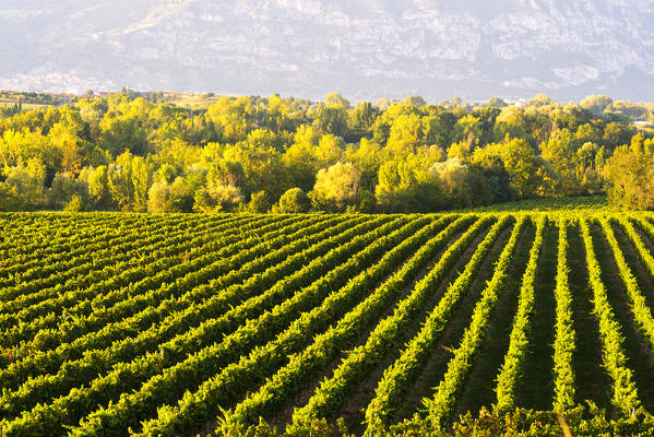 Vineyards in Franciacorta, Brescia province in Lombardy district, Italy, Europe.