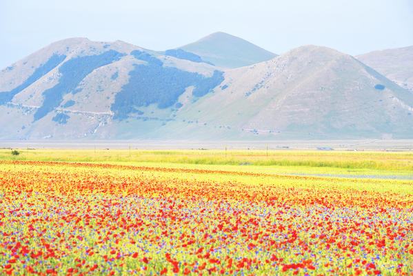 Blooming in Castelluccio di Norcia, Perugia province, Umbria, Italy.