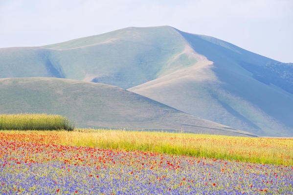 Blooming in Castelluccio di Norcia, Perugia province, Umbria, Italy.