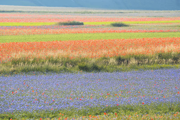 Blooming in Castelluccio di Norcia, Perugia province, Umbria, Italy.