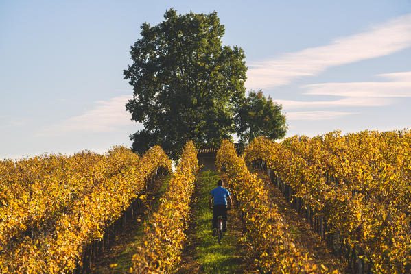 Biker into Vineyards, Franciacorta, Province of Brescia, Lombardy, Italy.