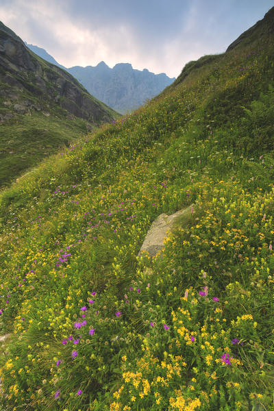 Bloomings in Brembana Valley, Bergamo province, Lombardy district, Italy