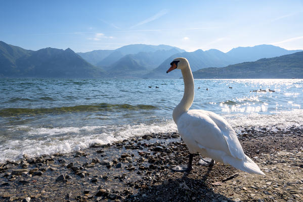 Iseo lake view from San Defendente hill, Bergamo province, Lombardy district, Italy.