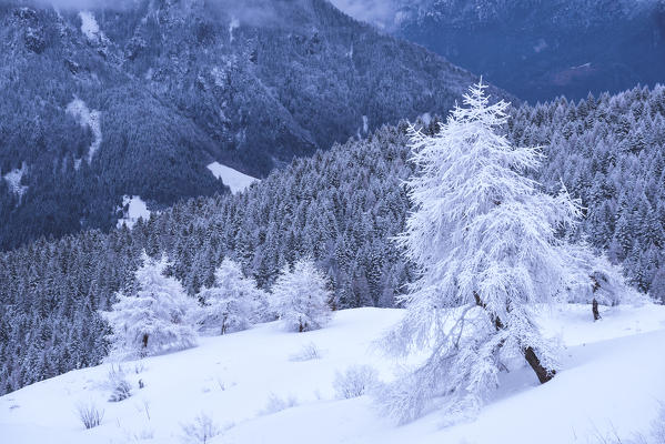 Trees in winter season, Lombardy district, Brescia province, Italy.