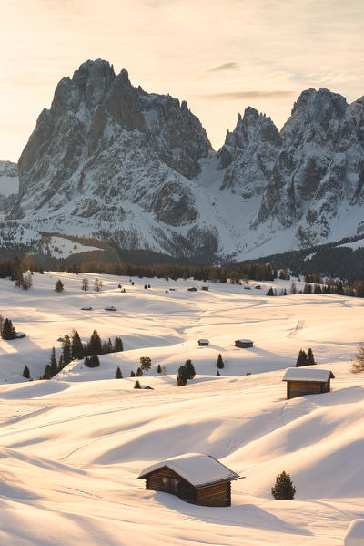 Alpe di Siusi/Seiser Alm, Dolomites, South Tyrol, Italy. Sunrise on the Alpe di Siusi / Seiser Alm with the peaks of Sassolungo / Langkofel and Sassopiatto / Plattkofel.