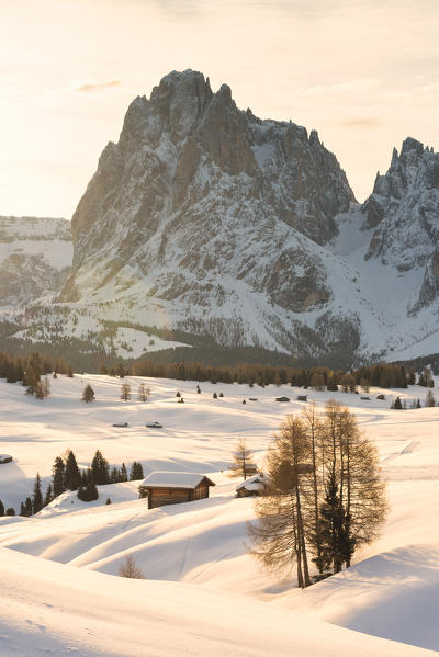 Alpe di Siusi/Seiser Alm, Dolomites, South Tyrol, Italy. Sunrise on the Alpe di Siusi / Seiser Alm with the peaks of Sassolungo / Langkofel and Sassopiatto / Plattkofel.