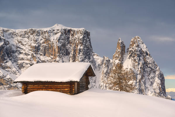 Alpe di Siusi/Seiser Alm, Dolomites, South Tyrol, Italy. Sunrise on the Alpe di Siusi / Seiser Alm with the peaks of Sassolungo / Langkofel and Sassopiatto / Plattkofel.