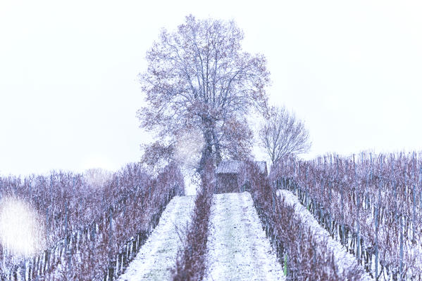 Winter in Franciacorta, Italy, Lombardy district, Brescia province.