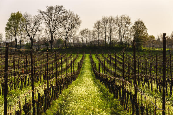 Franciacorta at sunset, Lombardy district, Brescia province, Italy