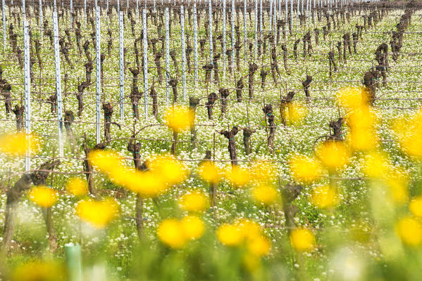 Franciacorta, Lombardy district, Brescia province, Italy.