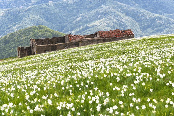 Mount Linzone, Orobie alps, Lombardy district, Bergamo province, Italy