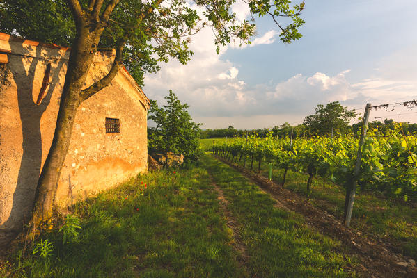 Franciacorta, Lombardy district, Brescia province, Italy.