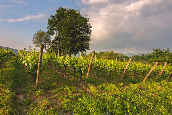 Franciacorta, Lombardy district, Brescia province, Italy.