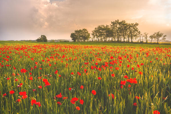 Franciacorta, Lombardy district, Brescia province, Italy.