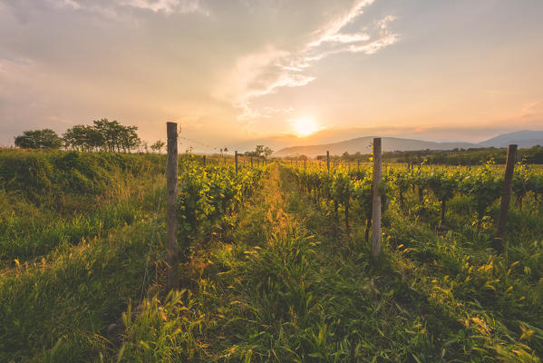 Franciacorta, Lombardy district, Brescia province, Italy.