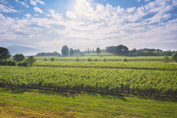 Franciacorta, Lombardy district, Brescia province, Italy.