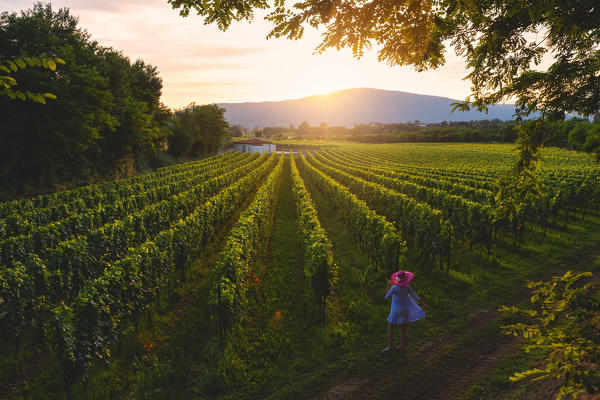 Woman in rows, Franciacorta, Lombardy district, Brescia province, Italy.