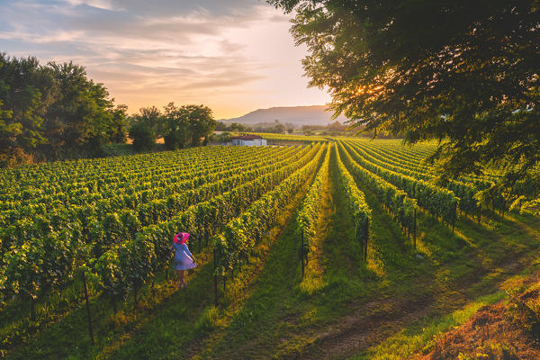 Woman in rows, Franciacorta, Lombardy district, Brescia province, Italy. (MR)