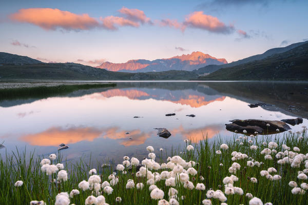 Eriofori blooms at the Gavia pass at dawn, Lombardy district, Brescia province, Italy.