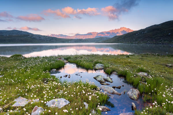 Eriofori blooms at the Gavia pass at dawn, Lombardy district, Brescia province, Italy.