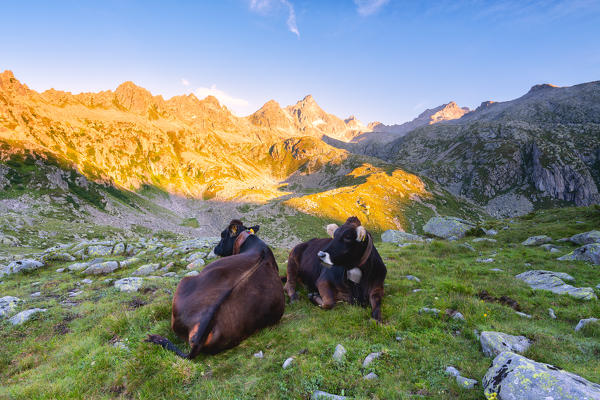 Sunrise on the tops of the Presanella With a pair of cows, Adamello Brenta natural park,  Trentino Alto Adige, Italy.